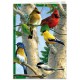 TREE FREE GREETING CARD Favorite Songbirds